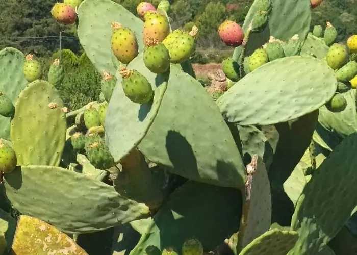 2 Palme * Martina Franca